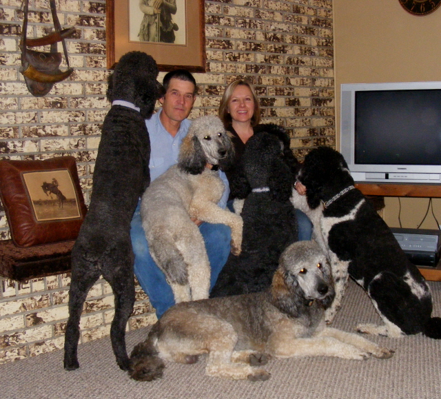 giant standard poodle